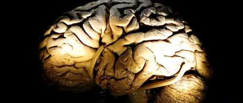 Proiect revoluționar: Creierul uman ar urma să fie conservat 100 de ani
