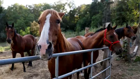 Peste 150 de cai au fost mutilați și uciși în Franța în cadrul unui posibil ritual de o cruzime inimaginabilă