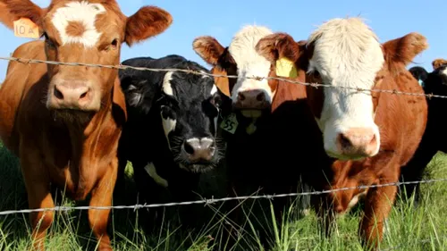 Comisia Europeană a aprobat României schema de ajutor de stat în valoare de 7,4 milioane de euro pentru a sprijini companiile active în sectorul de reproducere a bovinelor