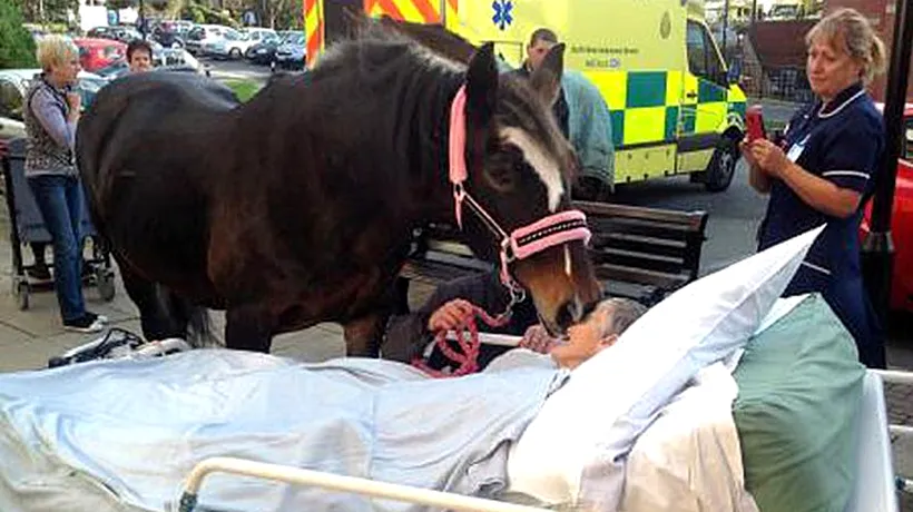 Fotografia care a emoționat  întreaga lume: un cal își ia rămas-bun de la stăpâna sa, aflată pe patul de moarte