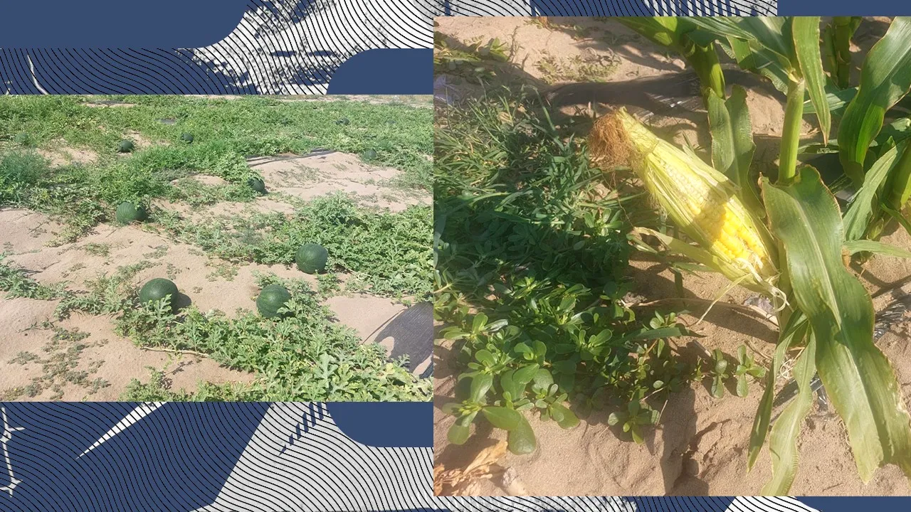 Pepenii românești, tot mai puțini. Fermierii preferă să cultive PORUMB zaharat