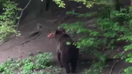 Un copil de 9 ani, trimis cu vacile la păscut, în spital, după ce a fost atacat de un urs