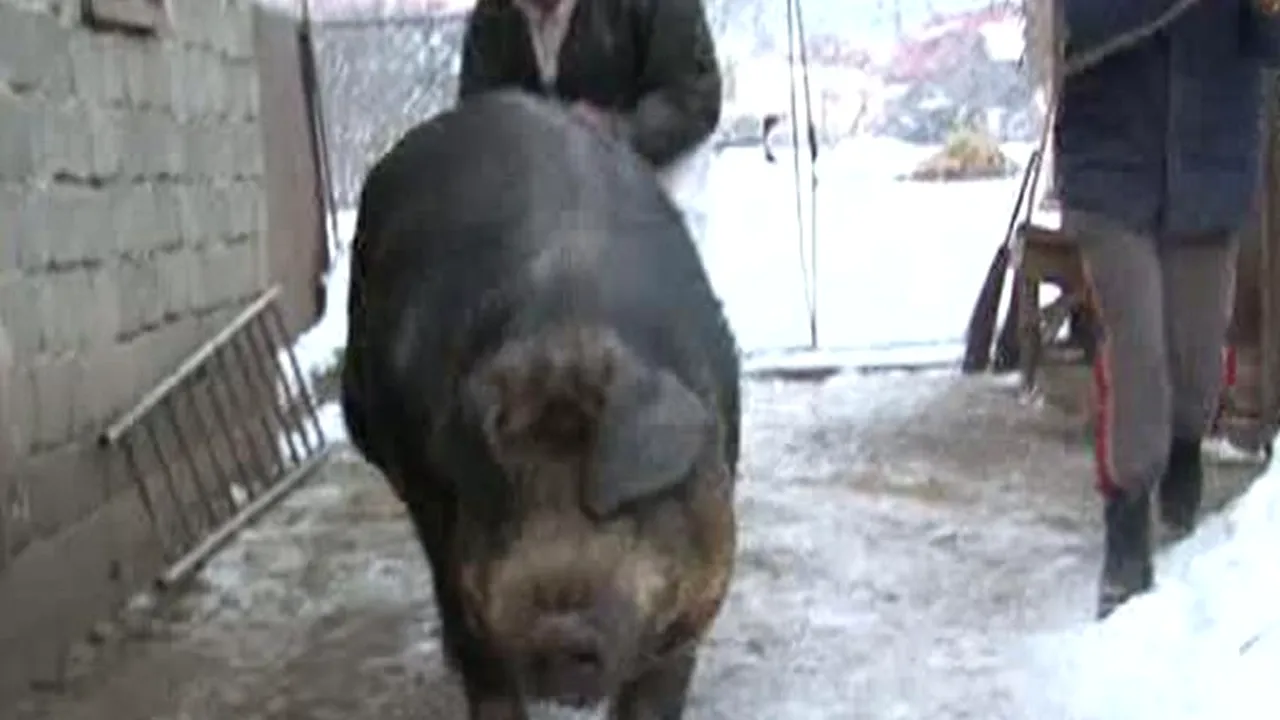 Iași: Un bărbat a fost mușcat de picior de porcul pe care urma să-l sacrifice