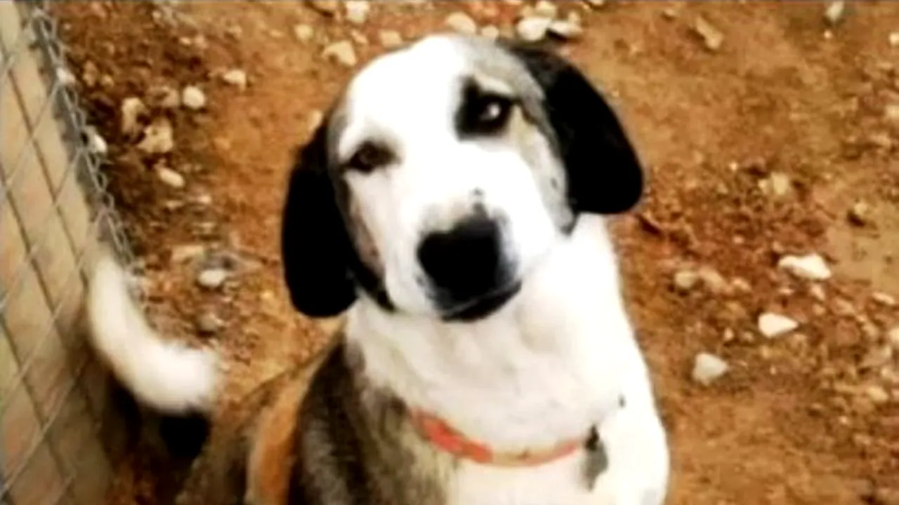 Un soldat american a strâns bani pentru a putea aduce în SUA un câine din Afganistan. VIDEO