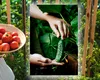 Cum să crești roșii și castraveți fără pesticide. Truc util și natural pentru a avea o grădină sănătoasă