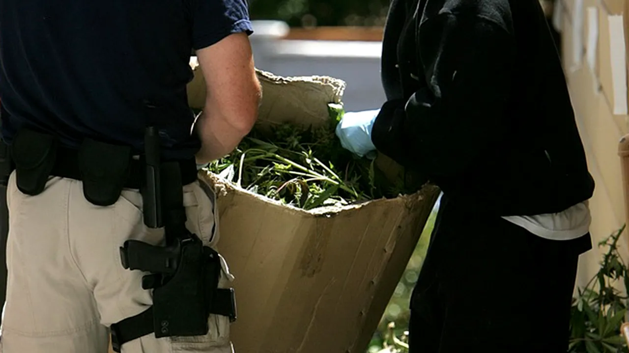 ROMÂN prins cu 300 DE KILOGRAME DE CANABIS într-un autobuz venind din Spania