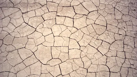 Ajutoare de stat pentru culturile afectate de secetă. Câți bani vor primi fermierii