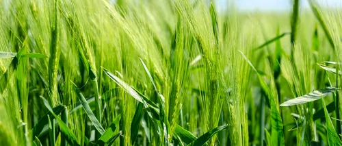 Cereale. Estimări optimiste privind producția de grâu la nivel mondial, în acest an. Care sunt prognozele pentru marii producători