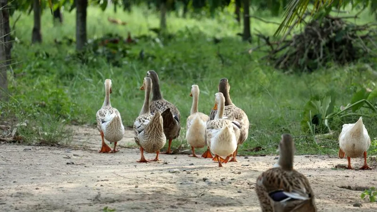 Vecinii maghiari anunță un nou focar de gripă aviară înalt patogenă. În ferma de la granița cu România vor fi ucise 115.000 de rațe