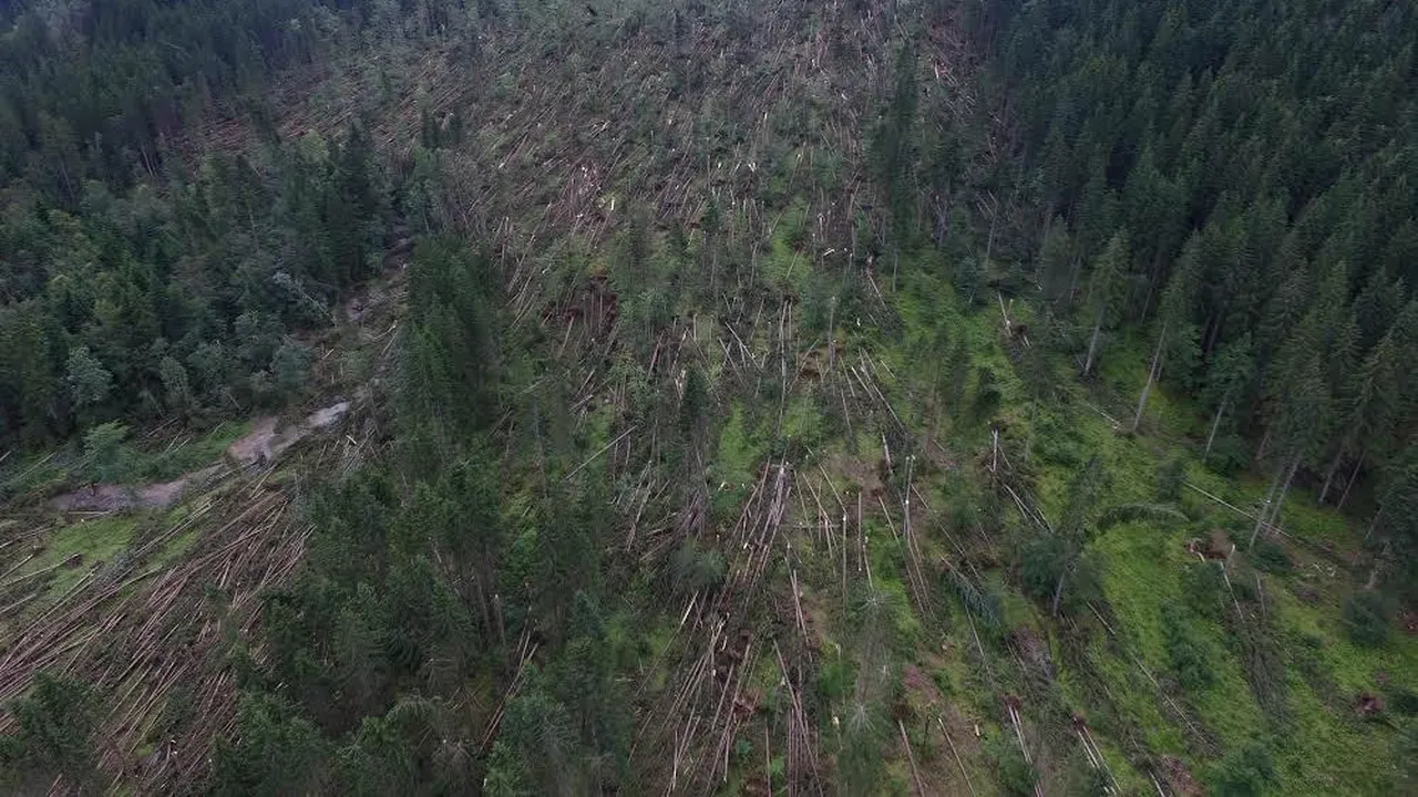 Furtuna a făcut prăpăd în Suceava: Mii de hectare de pădure distruse de vânt