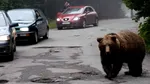 Un urs a intrat în curtea Mănăstirii Sinaia, care este unul dintre cele mai vizitate obiective turistice din stațiune
