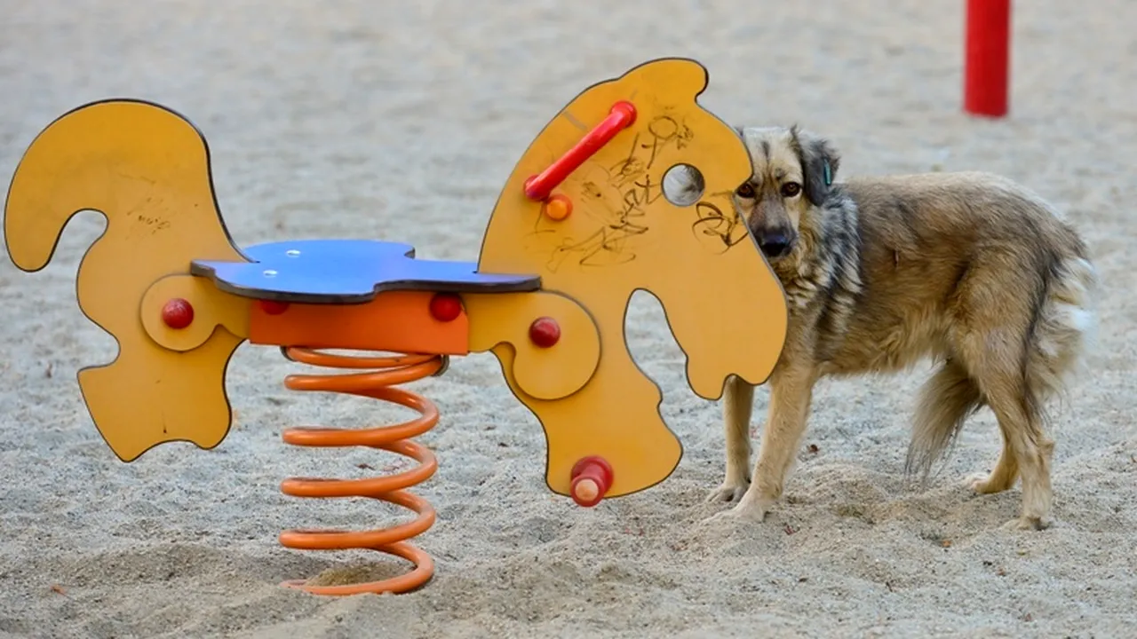 PDL București: Referendumul propus de Oprescu este inutil, ne vom opune în CGMB