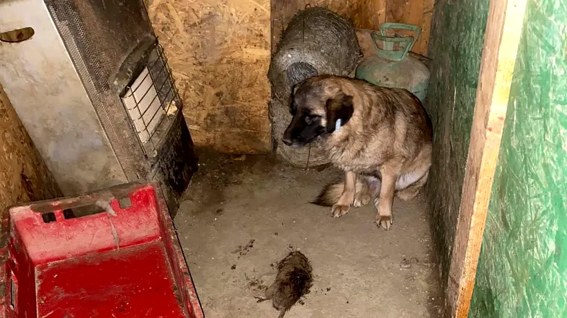 Răspunsul HALUCINANT al DSVSA, după ce a intrat în Adăpostul Groazei din București: „Nu au fost identificați câini cu semne de boală” / În realitate, spun medicii veterinari, cățeii aveau plăgi infectate, paraziți, dermatite și erau foarte slabi! EXCLUSIV