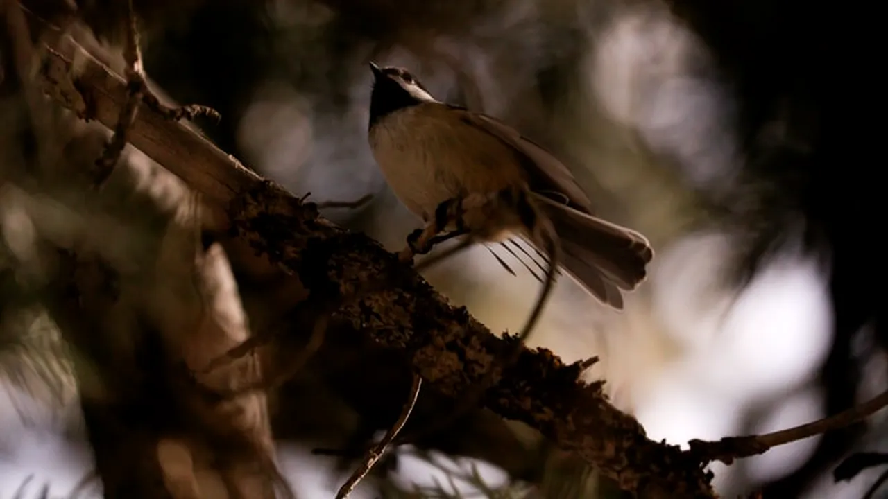 O tulpină a virusului gripei aviare cu un nivel ridicat de infecție a fost detectat în Filipine