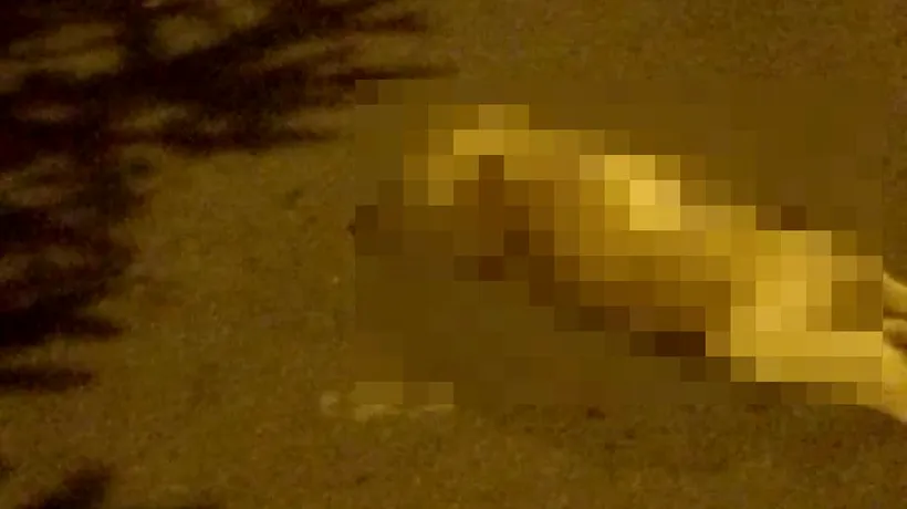 #cugandullaanimale. Imagini de groază: Câini împușcați pe o stradă din Orăștie. Poliția caută vinovatul - FOTO