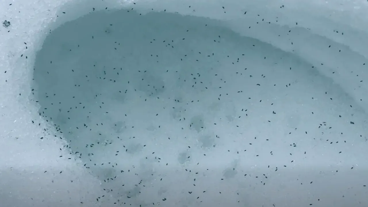 Clujul este invadat de purici de zăpadă. Viețuitoarele care apar tot timpul anului