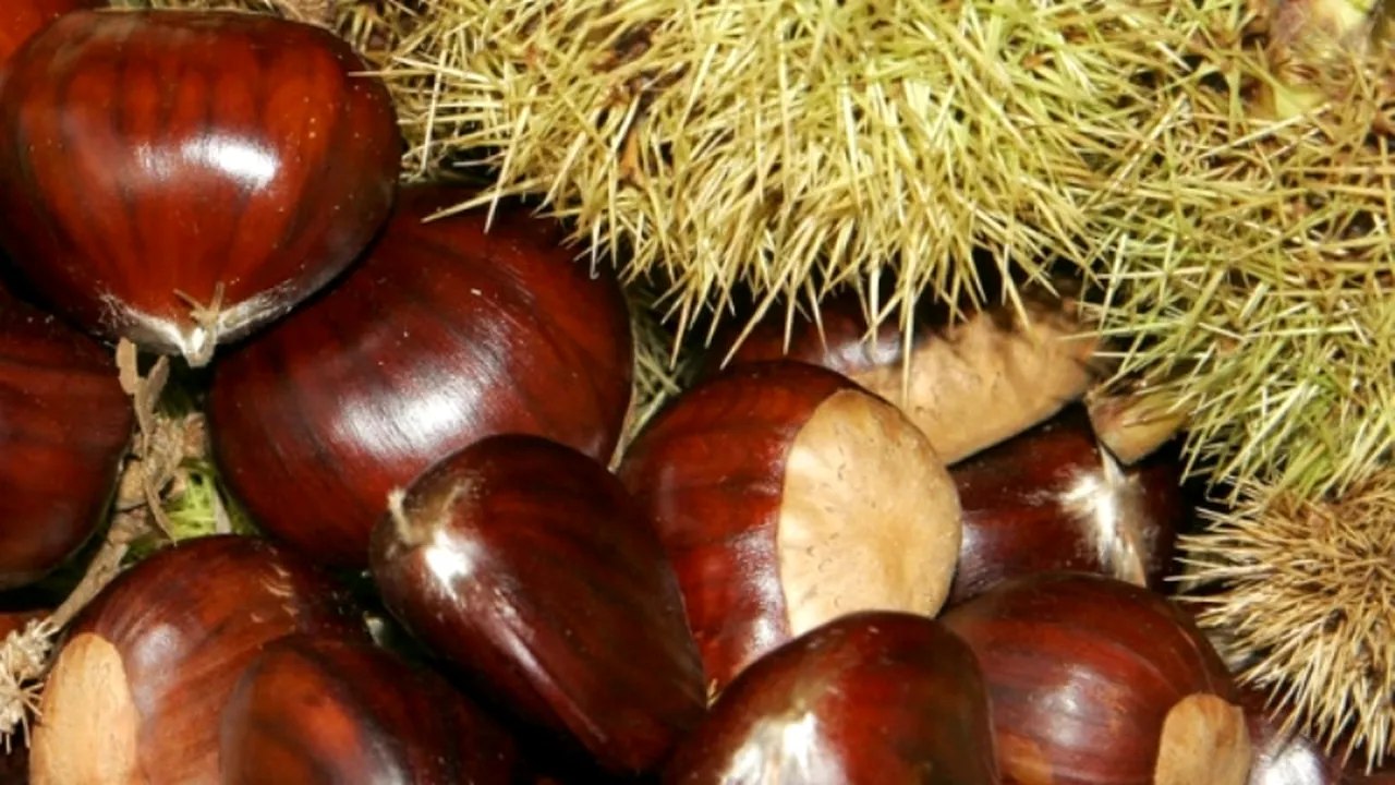 Cultivarea castanilor, o afacere de succes. Câștigurile pot ajunge la 10.000 de euro pe hectar