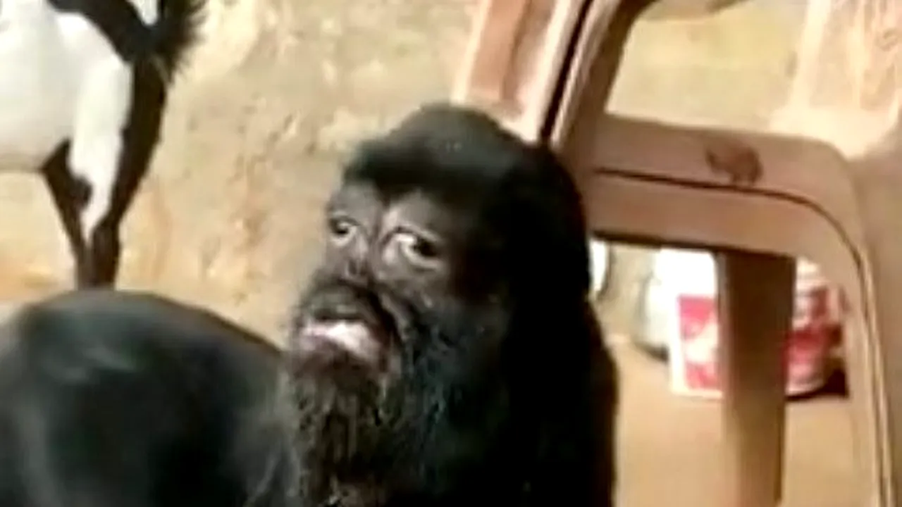 Un ied mutant i-a îngrozit pe localnicii unui sat | FOTO