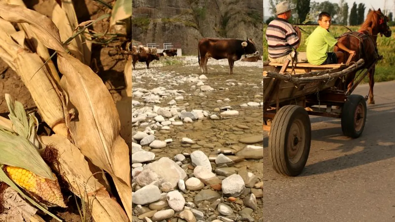 Seceta pune România la pământ. Pe ogoare au înflorit doar bannerele politice