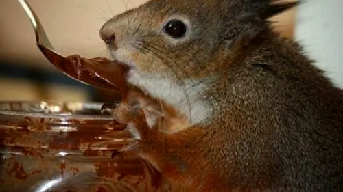 GALERIE FOTO. Un soldat a salvat un pui de veveriță, hrănindu-l din patru în patru ore