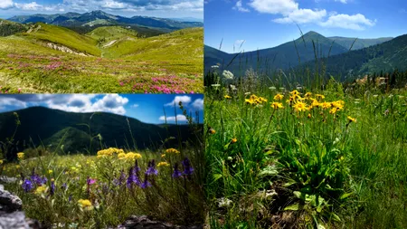 Planta care ajută la calmarea inflamației și a durerii. În România mai poartă denumirea de „Carul Zânelor”