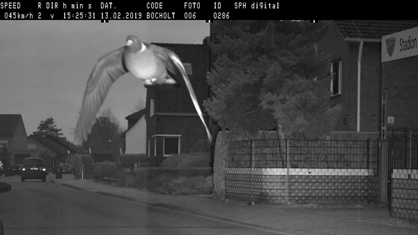 Un porumbel a declanșat o cameră cu radar din Germania. Cu ce viteză zbura și ce „amendă riscă să primească