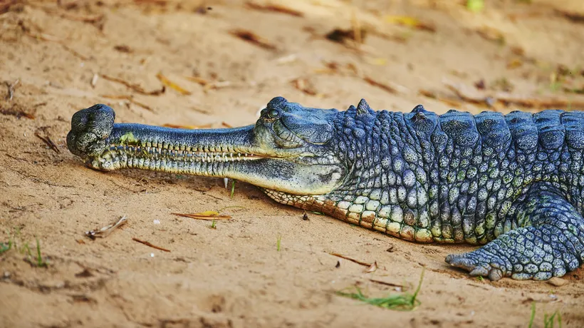 Copil de 12 ani, atacat de un CROCODIL în timp ce înota/Peste 100.000 de crocodili împânzesc zona
