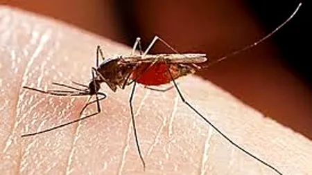 Cât de periculoase sunt înțepăturile de țânțar