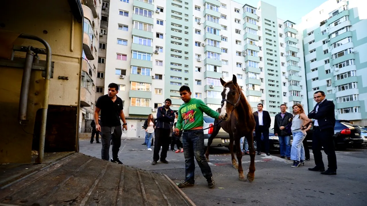 Cal salvat după ce s-a prăbușit pe o stradă din Sectorul 5