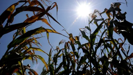 Fermierii din Covasna, în impas din cauza secetei. Ce le cer reprezentanților Camerei de Comerț și Industrie