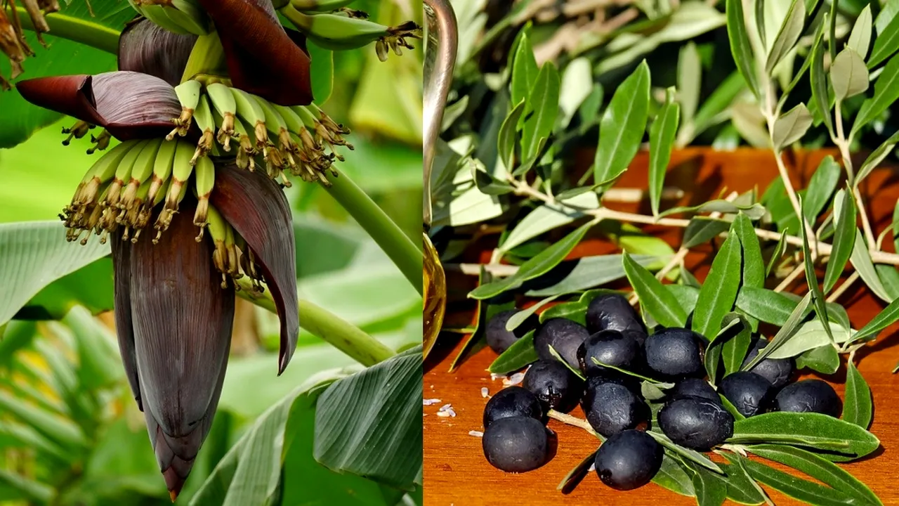 Doi români s-au întors din Spania ca să-și deschidă o afacere inedită în Bihor. Locul din România, unde se cultivă arbori bananieri și măslini