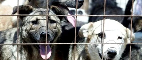 ASPA: Peste 300 de câini fără stăpân, ridicați de la 122 de unități de învățământ din Capitală 