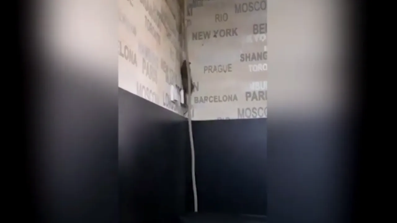 VIDEO Un șobolan a fost filmat pe peretele unei cofetării din Târgu-Jiu