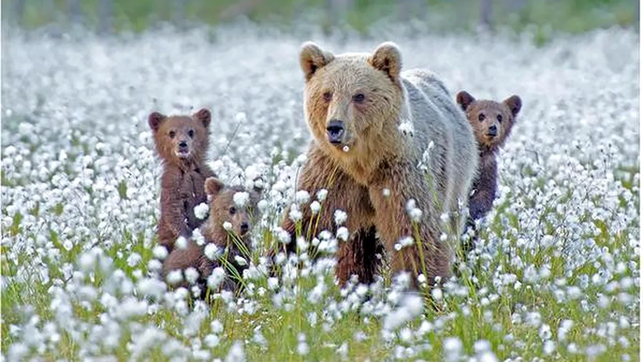 O ursoaică și puii săi le-au dat bătăi de cap localnicilor din stațiunea Cheia.  