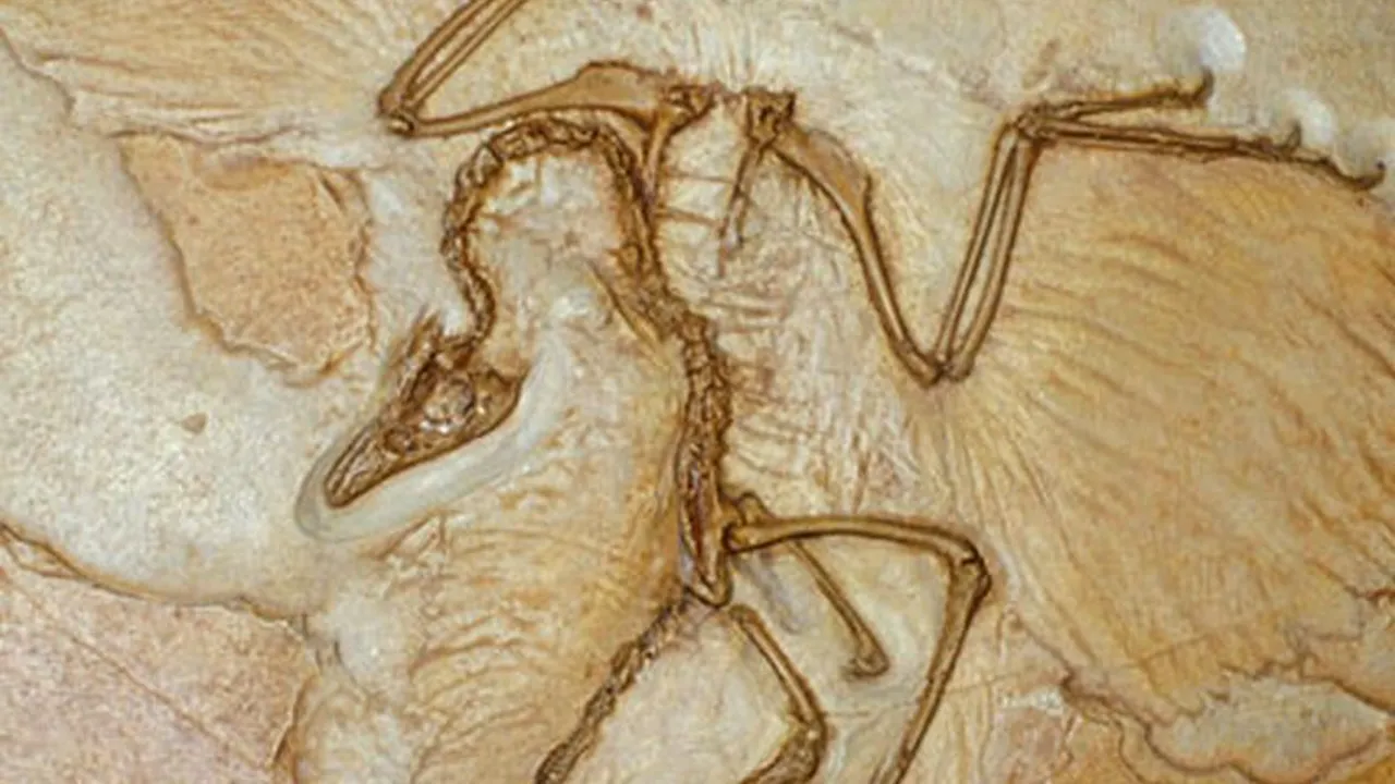 Fosilele unui dinozaur cu pene, descoperite în Germania