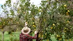 Un muncitor român a murit în Spania, la cules de fructe. I s-a făcut rău, după ce a lucrat la 41 de grade Celsius