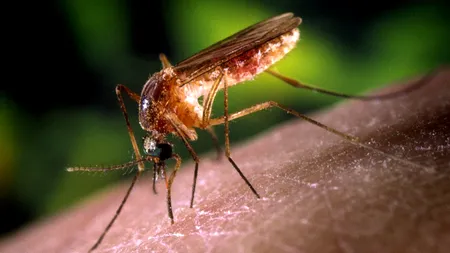ALERTĂ în București. Țânțari cu virusul West Nile depistați în 4 Sectoare. Care sunt simptomele