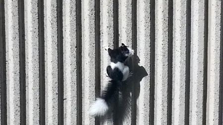 Veveriță sau sconcs? Apariția misterioasă a unei rozătoare cu ochii albaștri surprinsă în curtea unui american