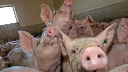 Carnea de porc, MAI IEFTINĂ în zonele afectate de PESTĂ PORCINĂ: Negociem. Le e frică și oamenilor să cumpere
