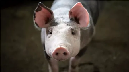 Cât costă un kilogram de carne de PORC în viu acum, în noiembrie 2023. Românii se pregătesc de Crăciun