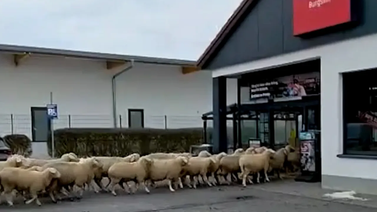 O turmă de oi a luat cu asalt un supermarket din Gemania. Care a fost mobilul incredibil al  mioarelor