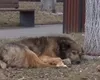Ținerea câinilor în lanț ar putea fi INTERZISĂ în România. Care sunt sancțiunile și în ce condiții pot fi ținute aceste animale la curte