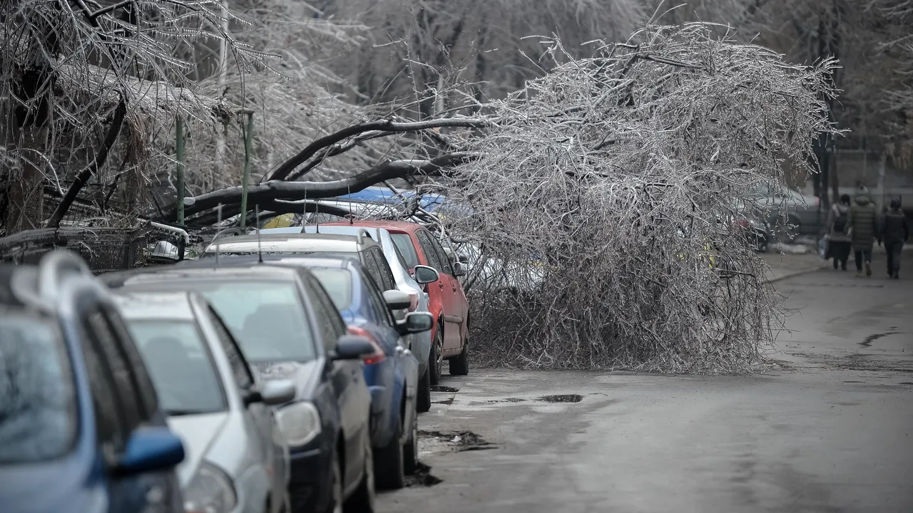 Primăria Sectorului 4, mai generoasă decât firmele de asigurări. DESPĂGUBIRI pentru mașinile avariate de COPACII CĂZUȚI