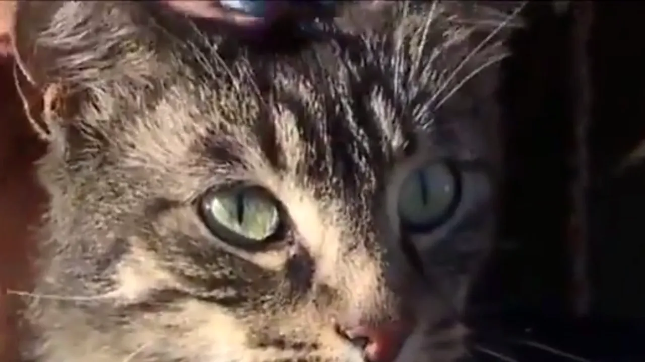 Povestea pisicii care a reușit să convingă necunoscuții să doneze bani pentru ca ea să se întoarcă acasă. A călătorit 300 km până la familia care a salvat-o