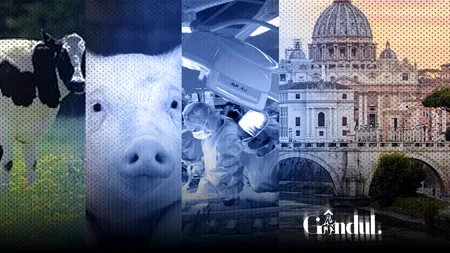 Catolicii au primit aprobarea Vaticanului: pacienții pot primi transplanturi de organe de la animale