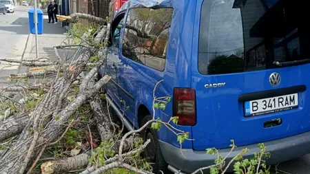 Mii de copaci stau să se PRĂBUȘEASCĂ peste bucureșteni și bunurile lor. Cât de greu este să tai un arbore bolnav în Capitală