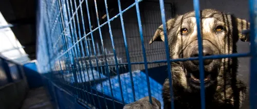 Procurorii au ridicat fișele câinilor din adăpostul Mihăilești. Adopțiile au fost suspendate