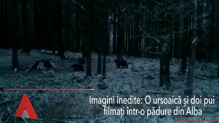 O URSOAICĂ și doi pui, filmați într-o pădure din Alba 