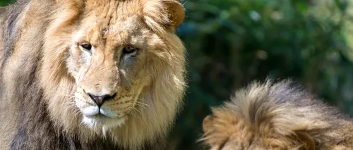Şase lei şi trei tigri de la grădina zoologică din Washington, diagnosticați cu COVID-19