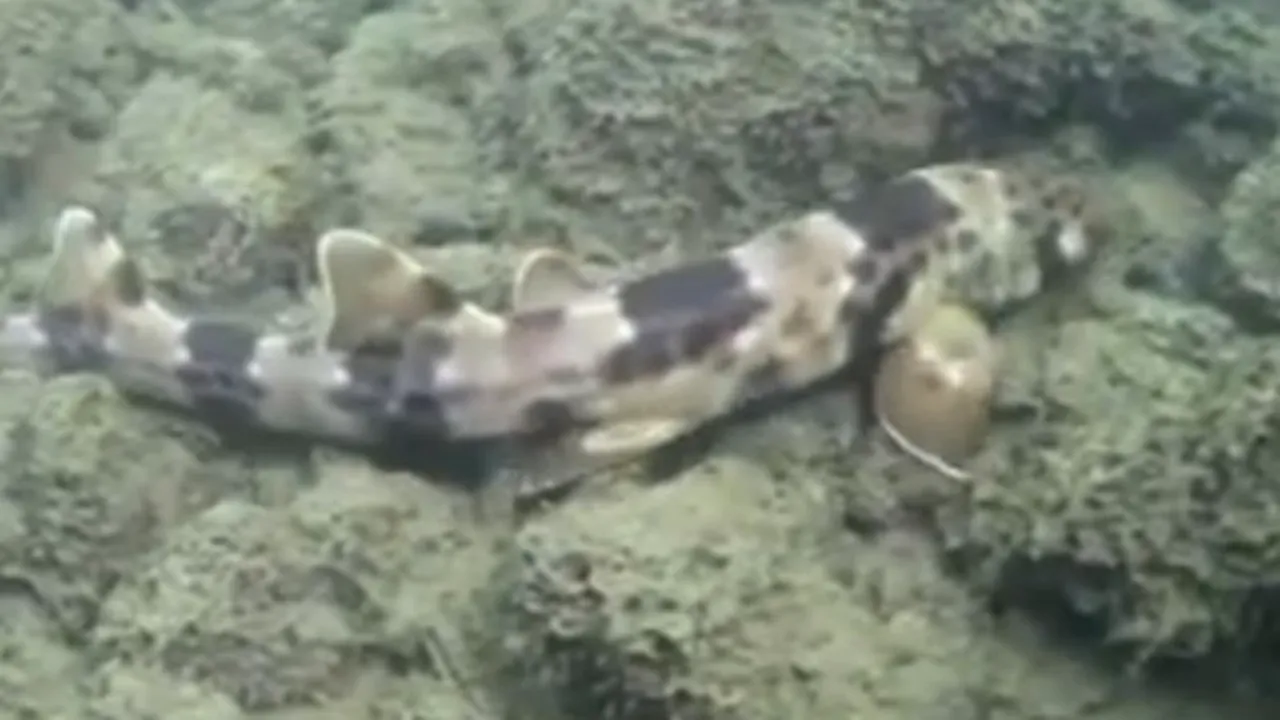 VIDEO. Rechinul 